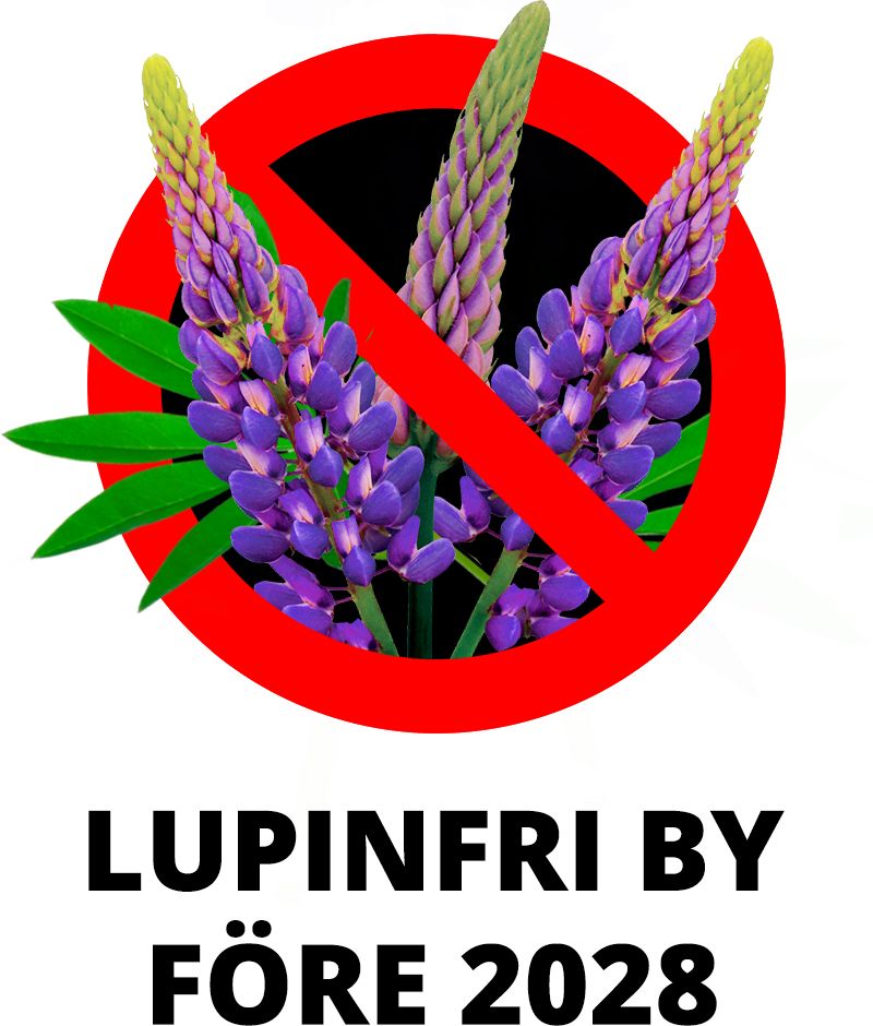 Lupinbekämpardagen – hjälp till att röja bort invasiva lupiner! Vi bjuder på nationaldagsbakelse